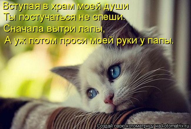 Вступая в храм моей души Ты постучаться не спеши. Сначала вытри лапы, А уж потом проси моей руки у па... Котоматрица: Вступая в храм моей души Ты постучаться не спеши. Сначала вытри лапы, А уж потом проси моей руки у папы.