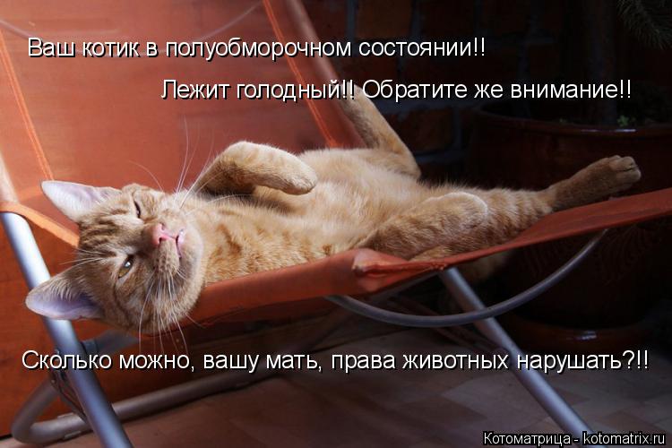 Сколько можно, вашу мать, права животных нарушать?!! Ваш котик в полуобморочном состоянии!! Лежит гол... Котоматрица: Сколько можно, вашу мать, права животных нарушать?!! Ваш котик в полуобморочном состоянии!! Лежит голодный!! Обратите же внимание!!