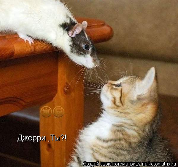 Джерри ,Ты?!... Котоматрица: Джерри ,Ты?!