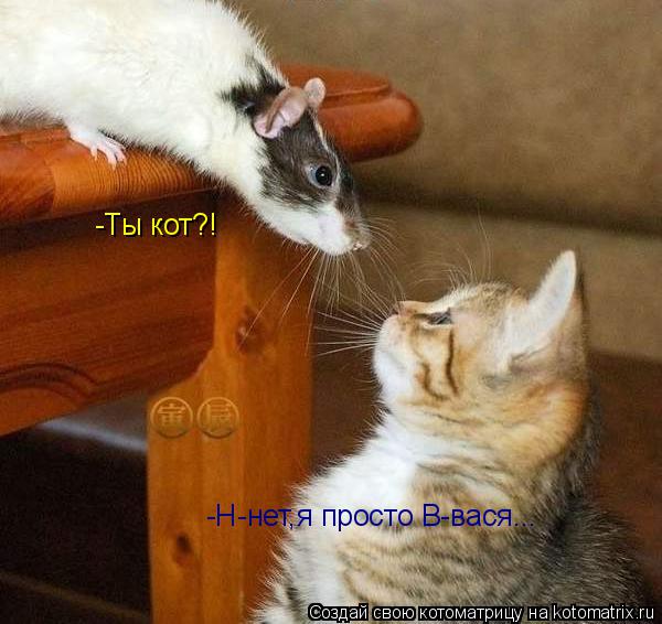 -Ты кот?! -Н-нет,я просто В-вася...... Котоматрица: -Ты кот?! -Н-нет,я просто В-вася...