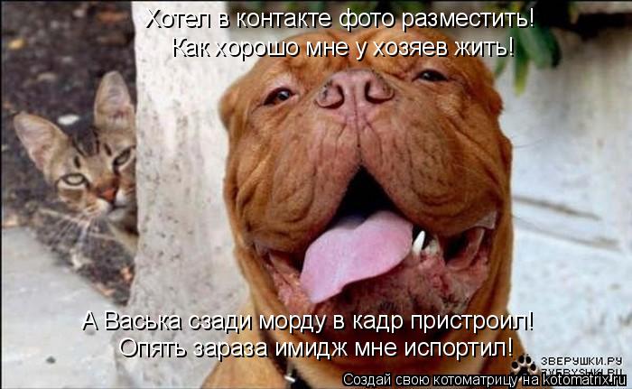 Хотел в контакте фото разместить! Как хорошо мне у хозяев жить! Опять зараза имидж мне испортил! А Ва... Котоматрица: Хотел в контакте фото разместить! Как хорошо мне у хозяев жить! Опять зараза имидж мне испортил! А Васька сзади морду в кадр пристроил!