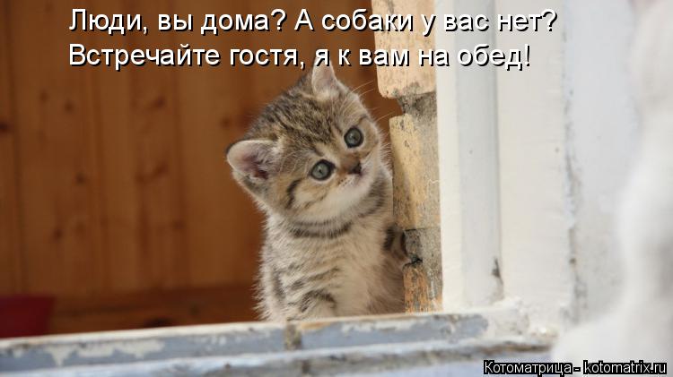Люди, вы дома? А собаки у вас нет? Встречайте гостя, я к вам на обед!... Котоматрица: Люди, вы дома? А собаки у вас нет? Встречайте гостя, я к вам на обед!