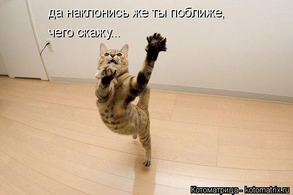 да наклонись же ты поближе, чего скажу...... Котоматрица: да наклонись же ты поближе, чего скажу...