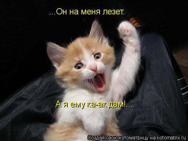 ...Он на меня лезет. А я ему ка-ак дам!...... Котоматрица: ...Он на меня лезет. А я ему ка-ак дам!...