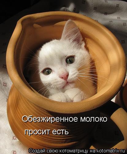 Обезжиренное молоко просит есть... Котоматрица: Обезжиренное молоко просит есть