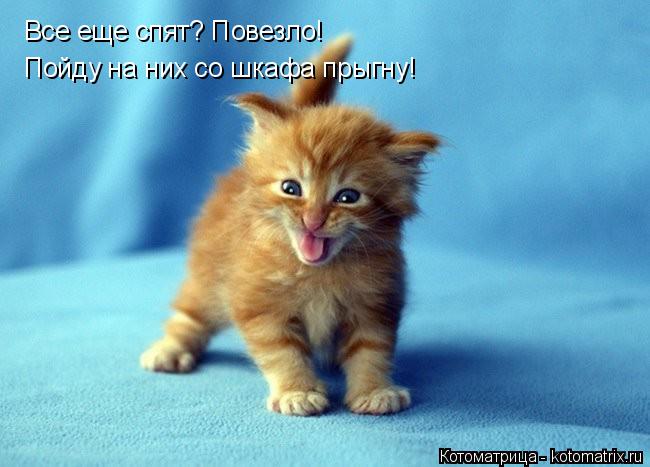 Все еще спят? Повезло! Пойду на них со шкафа прыгну!... Котоматрица: Все еще спят? Повезло! Пойду на них со шкафа прыгну!