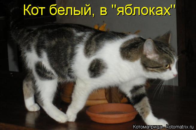 Кот белый, в ''яблоках''... Котоматрица: Кот белый, в ''яблоках''