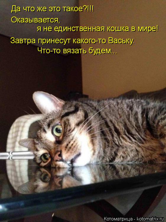 Да что же это такое?!!! Оказывается, я не единственная кошка в мире! Завтра принесут какого-то Васьк... Котоматрица: Да что же это такое?!!! Оказывается, я не единственная кошка в мире! Завтра принесут какого-то Ваську. Что-то вязать будем...