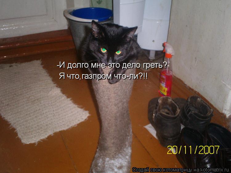 -И долго мне это дело греть? Я что,газпром что-ли?!!... Котоматрица: -И долго мне это дело греть? Я что,газпром что-ли?!!