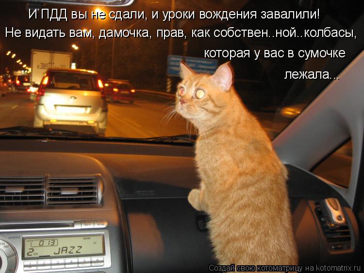 И ПДД вы не сдали, и уроки вождения завалили! Не видать вам, дамочка, прав, как собствен..ной..колбас... Котоматрица: И ПДД вы не сдали, и уроки вождения завалили! Не видать вам, дамочка, прав, как собствен..ной..колбасы, которая у вас в сумочке лежала...
