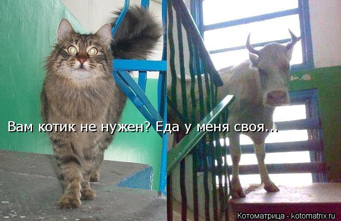 Котоматрица: Вам котик не нужен? Еда у меня своя...