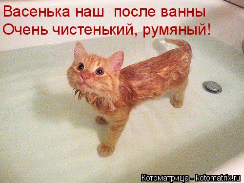 Васенька наш после ванны Очень чистенький, румяный!... Котоматрица: Васенька наш после ванны Очень чистенький, румяный!
