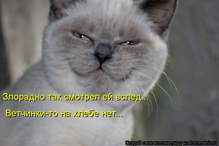 Злорадно так смотрел ей вслед... Ветчинки-то на хлебе нет...... Котоматрица: Злорадно так смотрел ей вслед... Ветчинки-то на хлебе нет...