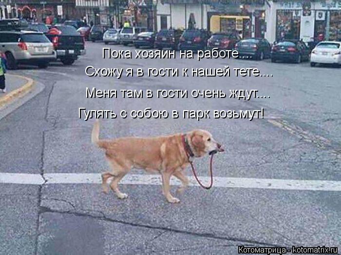 Схожу я в гости к нашей тете.... Пока хозяин на работе.... Гулять с собою в парк возьмут! Меня там в ... Котоматрица: Схожу я в гости к нашей тете.... Пока хозяин на работе.... Гулять с собою в парк возьмут! Меня там в гости очень ждут....