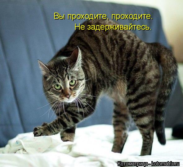 Вы проходите, проходите. Не задерживайтесь.... Котоматрица: Вы проходите, проходите. Не задерживайтесь.