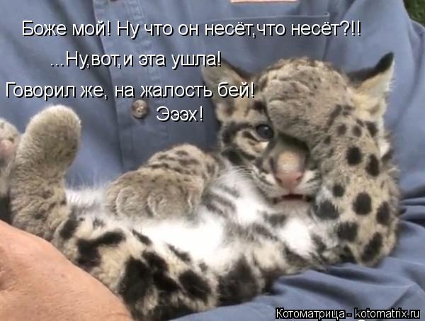 Боже мой! Ну что он несёт,что несёт?!! ...Ну,вот,и эта ушла! Говорил же, на жалость бей! Эээх!... Котоматрица: Боже мой! Ну что он несёт,что несёт?!! ...Ну,вот,и эта ушла! Говорил же, на жалость бей! Эээх!