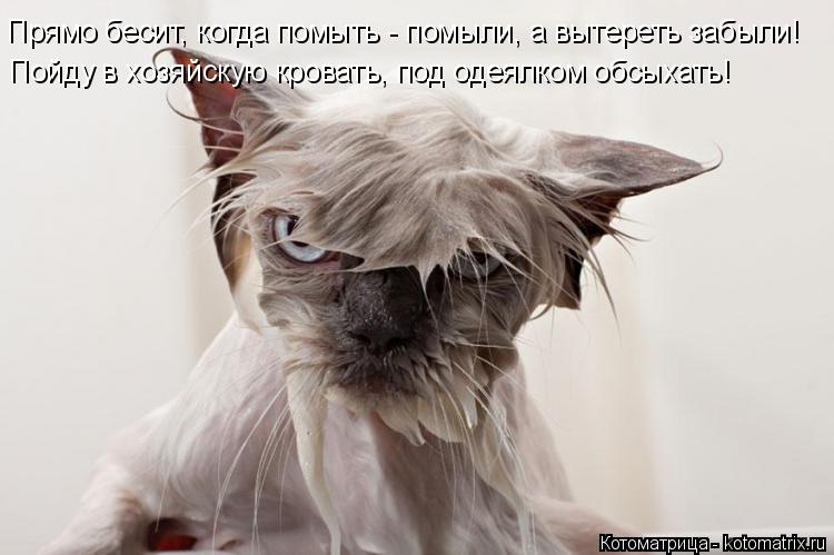 Прямо бесит, когда помыть - помыли, а вытереть забыли! Пойду в хозяйскую кровать, под одеялком обсыха... Котоматрица: Прямо бесит, когда помыть - помыли, а вытереть забыли! Пойду в хозяйскую кровать, под одеялком обсыхать!