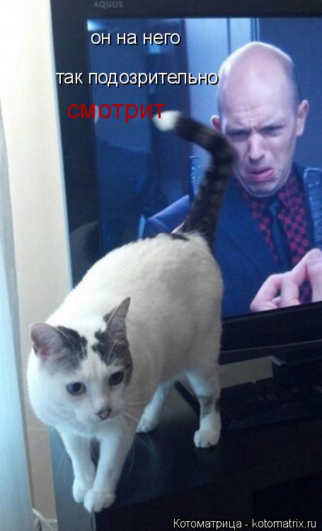 он на него так подозрительно смотрит... Котоматрица: он на него так подозрительно смотрит