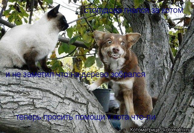 стопудова гнался за котом и не заметил что на дерево зобрался теперь просить помощи к кота что-ли... Котоматрица: стопудова гнался за котом и не заметил что на дерево зобрался теперь просить помощи к кота что-ли