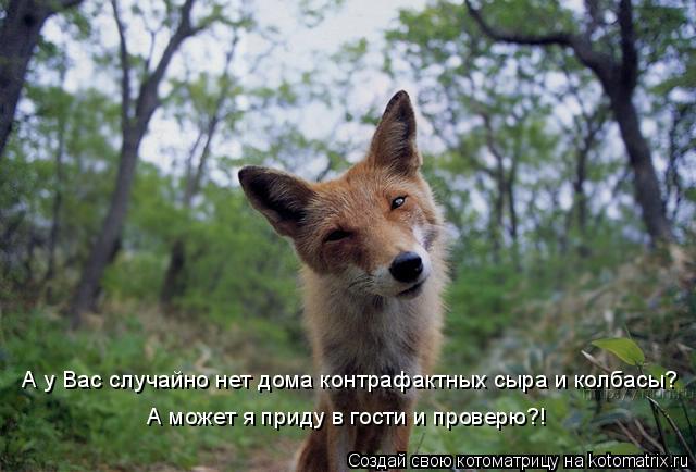 А у Вас случайно нет дома контрафактных сыра и колбасы? А может я приду в гости и проверю?!... Котоматрица: А у Вас случайно нет дома контрафактных сыра и колбасы? А может я приду в гости и проверю?!