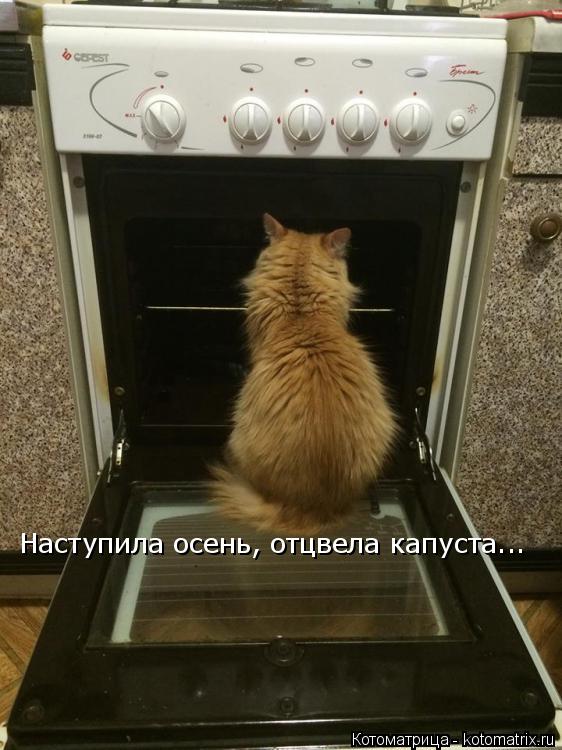 Наступила осень, отцвела капуста...... Котоматрица: Наступила осень, отцвела капуста...