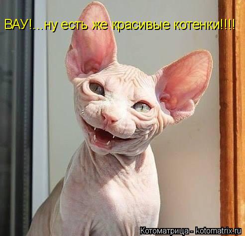 ВАУ!...ну есть же красивые котенки!!!!... Котоматрица: ВАУ!...ну есть же красивые котенки!!!!
