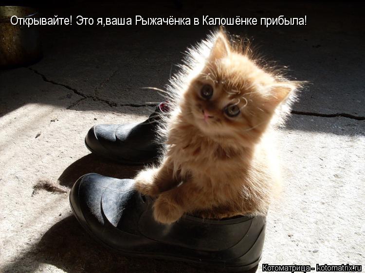 Открывайте! Это я,ваша Рыжачёнка в Калошёнке прибыла!... Котоматрица: Открывайте! Это я,ваша Рыжачёнка в Калошёнке прибыла!