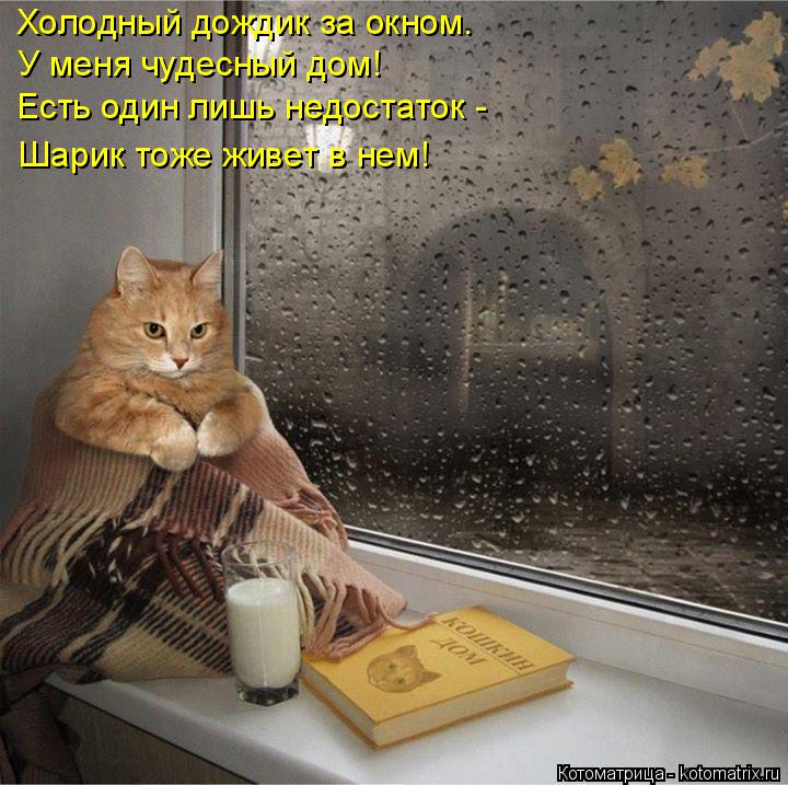 Холодный дождик за окном. У меня чудесный дом! Есть один лишь недостаток - Шарик тоже живет в нем!... Котоматрица: Холодный дождик за окном. У меня чудесный дом! Есть один лишь недостаток - Шарик тоже живет в нем!