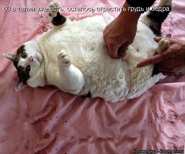 60 в талии уже есть, осталось отрастить грудь и бедра.... Котоматрица: 60 в талии уже есть, осталось отрастить грудь и бедра.