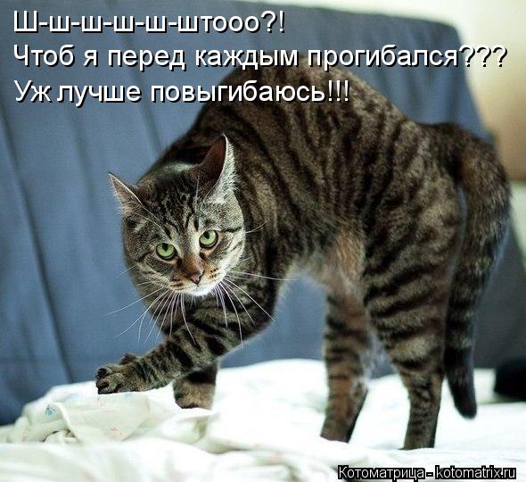 Ш-ш-ш-ш-ш-штооо?! Чтоб я перед каждым прогибался??? Уж лучше повыгибаюсь!!!... Котоматрица: Ш-ш-ш-ш-ш-штооо?! Чтоб я перед каждым прогибался??? Уж лучше повыгибаюсь!!!