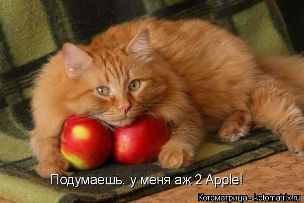 Подумаешь, у меня аж 2 Apple!... Котоматрица: Подумаешь, у меня аж 2 Apple!