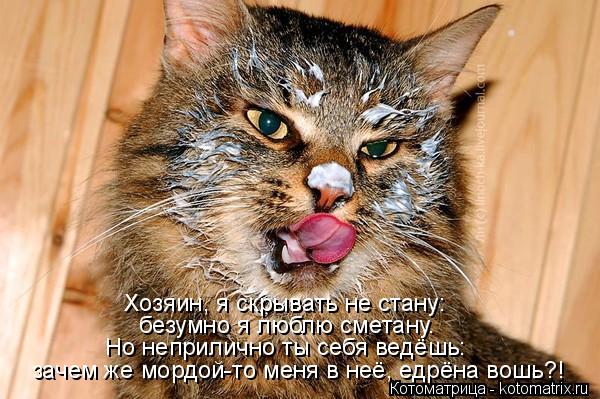 Хозяин, я скрывать не стану: безумно я люблю сметану. Но неприлично ты себя ведёшь: зачем же мордой-т... Котоматрица: Хозяин, я скрывать не стану: безумно я люблю сметану. Но неприлично ты себя ведёшь: зачем же мордой-то меня в неё, едрёна вошь?!