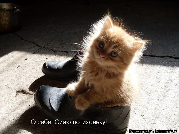 О себе: Сияю потихоньку!... Котоматрица: О себе: Сияю потихоньку!