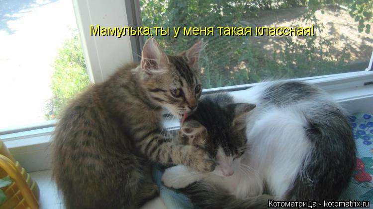 Мамулька,ты у меня такая классная!... Котоматрица: Мамулька,ты у меня такая классная!
