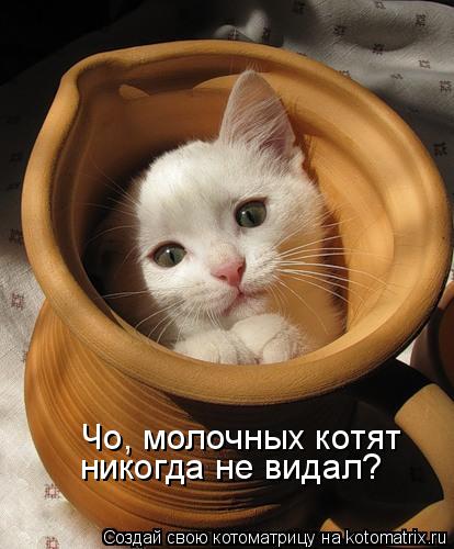 Котоматрица: Чо, молочных котят никогда не видал?