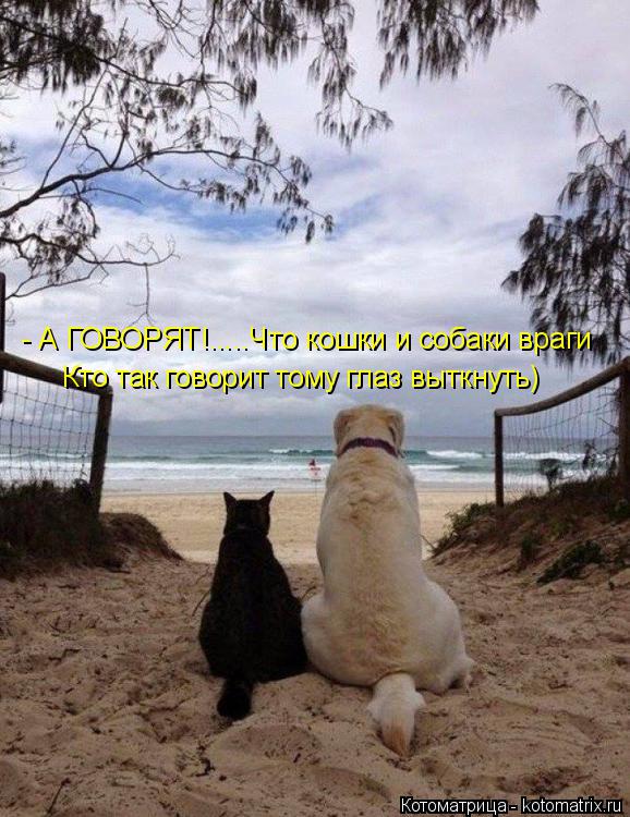 - А ГОВОРЯТ! - А ГОВОРЯТ!.....Что кошки и собаки враги Кто так говорит тому глаз выткнуть)... Котоматрица: - А ГОВОРЯТ! - А ГОВОРЯТ!.....Что кошки и собаки враги Кто так говорит тому глаз выткнуть)