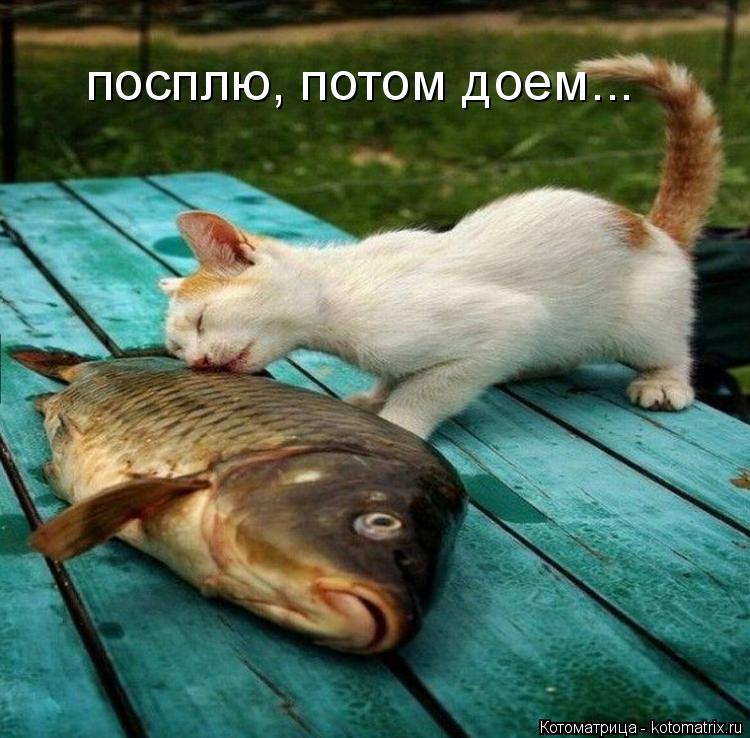посплю, потом доем...... Котоматрица: посплю, потом доем...