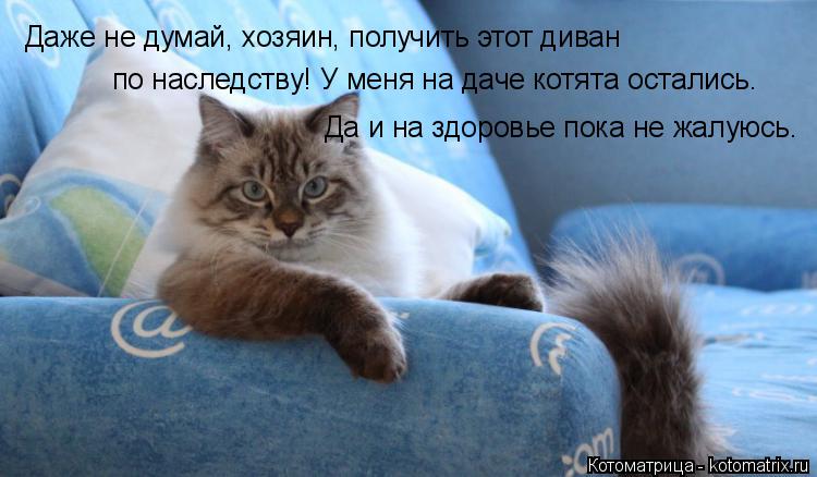 Даже не думай, хозяин, получить этот диван по наследству! У меня на даче котята остались. Да и на зд... Котоматрица: Даже не думай, хозяин, получить этот диван по наследству! У меня на даче котята остались. Да и на здоровье пока не жалуюсь.