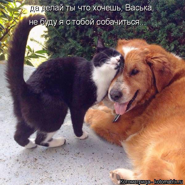 да делай ты что хочешь, Васька, не буду я с тобой собачиться...... Котоматрица: да делай ты что хочешь, Васька, не буду я с тобой собачиться...