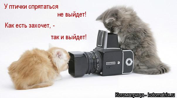 У птички спрятаться не выйдет! Как есть захочет, - так и выйдет!... Котоматрица: У птички спрятаться не выйдет! Как есть захочет, - так и выйдет!