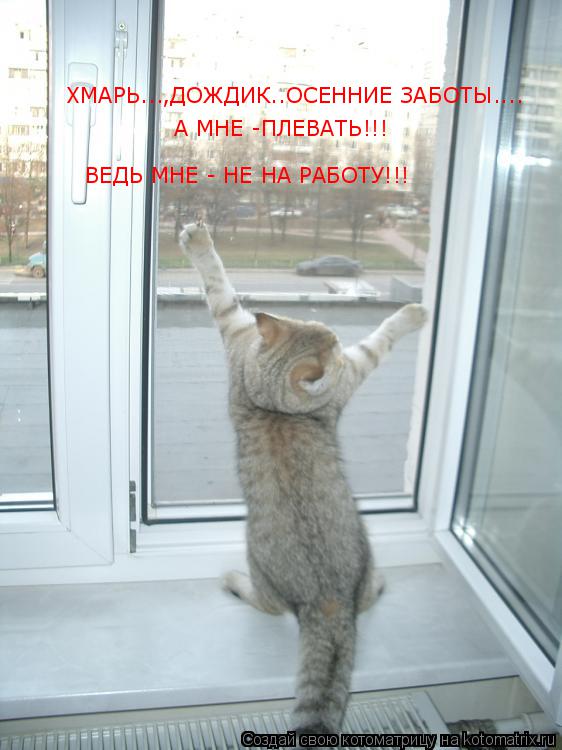 ХМАРЬ...,ДОЖДИК..ОСЕННИЕ ЗАБОТЫ.... А МНЕ -ПЛЕВАТЬ!!! ВЕДЬ МНЕ - НЕ НА РАБОТУ!!!... Котоматрица: ХМАРЬ...,ДОЖДИК..ОСЕННИЕ ЗАБОТЫ.... А МНЕ -ПЛЕВАТЬ!!! ВЕДЬ МНЕ - НЕ НА РАБОТУ!!!