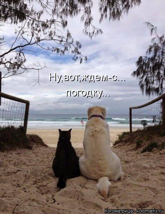 Ну,вот,ждем-с... погодку...... Котоматрица: Ну,вот,ждем-с... погодку...