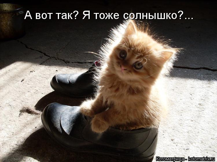 А вот так? Я тоже солнышко?...... Котоматрица: А вот так? Я тоже солнышко?...