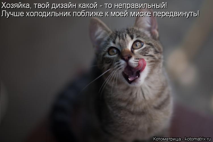 Хозяйка, твой дизайн какой - то неправильный! Лучше холодильник поближе к моей миске передвинуть!... Котоматрица: Хозяйка, твой дизайн какой - то неправильный! Лучше холодильник поближе к моей миске передвинуть!