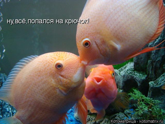 ну,всё,попался на крючок!... Котоматрица: ну,всё,попался на крючок!