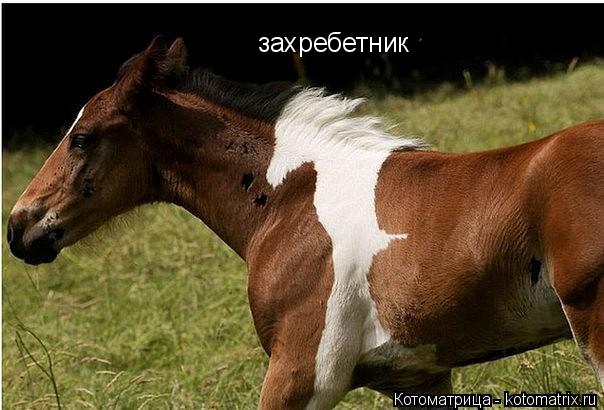 захребетник... Котоматрица: захребетник