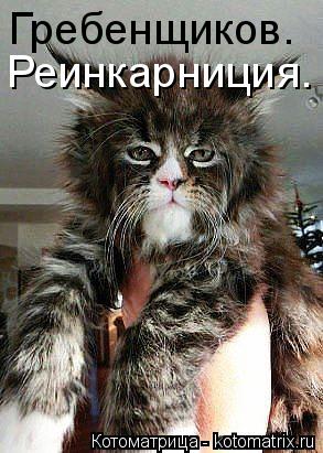 Гребенщиков. Реинкарниция.... Котоматрица: Гребенщиков. Реинкарниция.