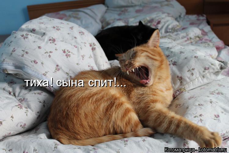 тиха! сына спит!...... Котоматрица: тиха! сына спит!...