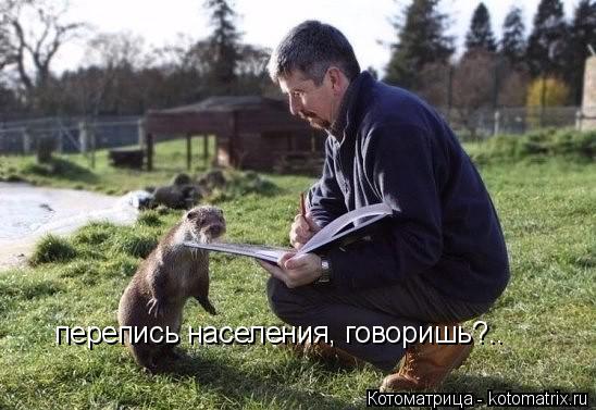 перепись населения, говоришь?..... Котоматрица: перепись населения, говоришь?..