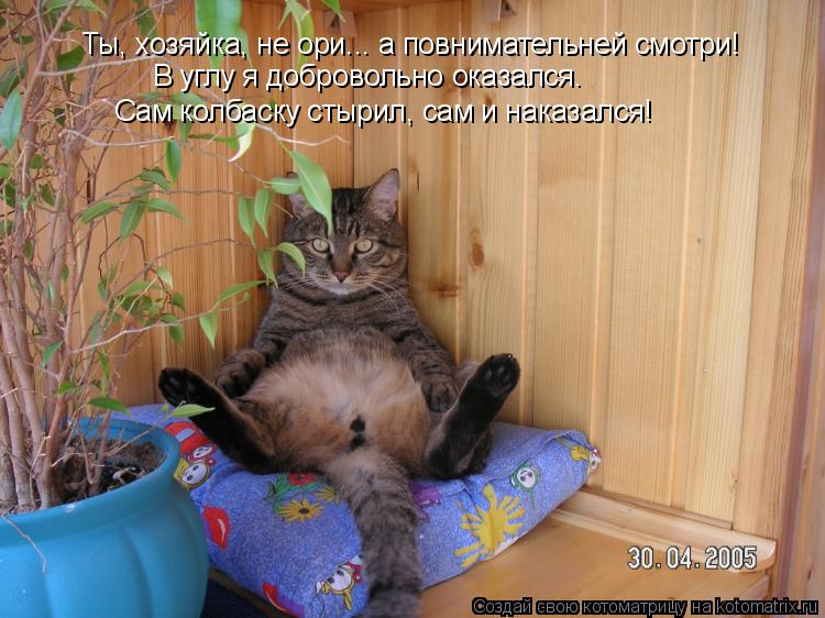 Ты, хозяйка, не ори... а повнимательней смотри! Сам колбаску стырил, сам и наказался! В углу я добров... Котоматрица: Ты, хозяйка, не ори... а повнимательней смотри! Сам колбаску стырил, сам и наказался! В углу я добровольно оказался.